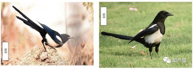 二審改判！深圳中院：當(dāng)事人并不因作品登記當(dāng)然享有著作權(quán)